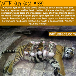 wtf-fun-factss:  A tiger with it’s baby pigs- WTF fun facts