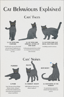 ceoolsson: americaninfographic:  Cat Behavior   a lot of people tend to confuse cats showing their belly for belly rubs, but it’s actually only something dogs do, for cats its a sign of respect and trust, they are not expecting to get pet, so when they