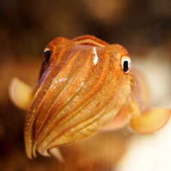 chained-wings:  If you don’t think cuttlefish are the cutest thing, get out of my face  