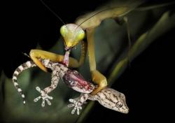 chrysallidem:  (via A female praying mantis (Mantis religiosa) eating a young wall-gekko)
