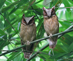 shichiko-ageha:  White-fronted scops owl by Peter Ericsson