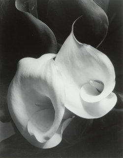 nobrashfestivity: Imogen Cunningham, Two Calla Lilies, 1927