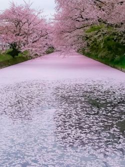 lifeisverybeautiful:  Cherry Blossom, Aomori, Japan 