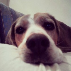Bonjour : ) #amy #love #dog #beagleofinstagram #beagle #home #mydog #mylove #cute