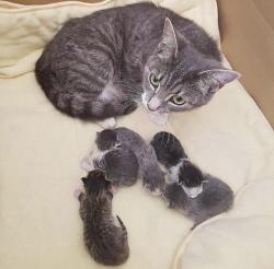 dawwwwfactory:  Beautiful mom and her kittens Wanna get a free Lush bath bomb? Click here and reply with which one you chose!