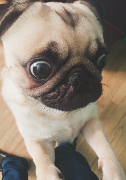glassesanddreads:  this is the face she makes when she wants food i have