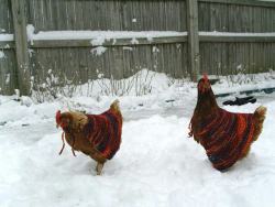 kaible:  things are awful and will remain awful for a very long time so here is a picture of two chickens with little handmade knitted capes on. Someone must love these chickens a lot to make them little chicken capes. They look so warm and lovely in