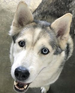 shelterpetproject: Dash is a Husky brought in as a stray to the East Valley Shelter in Van Nuys, CA. This gorgeous 5 yr  old was  brought in on 7/14/18 where he still remains. #adoptmeplease  ________________ ID #A1526046 East Valley Shelter 14409 Vanowen