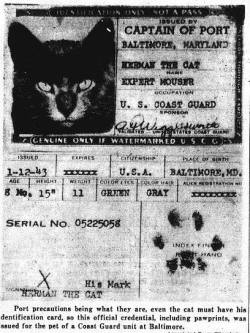 therustyskull: Coast Guard issued ID to one of the cats at Baltimore, Maryland during WWII. Herman The Cat - Expert Mouser. 