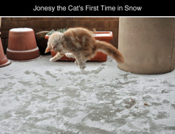breelandwalker:  tastefullyoffensive: Jonesy the Cat’s First Time Playing in SnowPhotos by Elizabeth V. Bouras  “THE FLOOR IS THE OPPOSITE OF LAVA WTF”