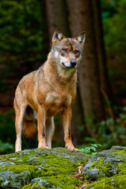 beautiful-wildlife:  Wolf by Rosbo