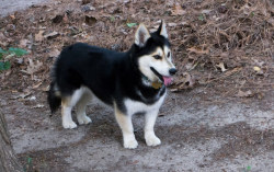 jalexaremyhomeboys:  yellowfur:  is a husky, german sheperd or dalmatinian to big for your flat ? just breed everything with a corgie. mini versions.  this is so bizarre 