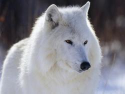 llbwwb:  White wolf by BodyShor.