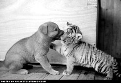 aplacetolovedogs:  Adorable puppy and cute tiger cub enjoying a little play fighting on a play date. I’mma gonna nom on your face fur Mr. cat! Original Article