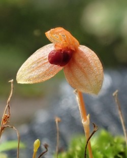 orchid-a-day:  Bulbophyllum malleolabrumAugust 27, 2019 