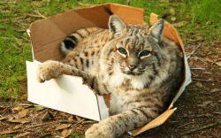 illuminatingcrystalizedink:  eziocauthon89:   graveyawn:  selva:  //cats &amp; boxes  are you fuckin kiddin me  “If I fits, I sits” applies to all cats   Proof that we have not tamed the cat.  That purring machine on your lap has the heart tiger.