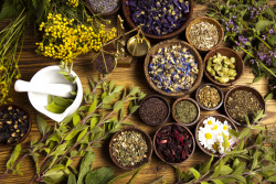 cosmic-rebirth:  An array of healing herbs. 