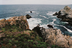 petalier:  Point Lobos State Reserve, May, 2005 by 97213 on Flickr.