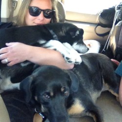 #sister #dogs #leila #miko #husky #black #white #pretty #cute #adorable #funny #georgia #car #ride