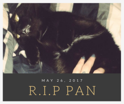 homofuck:  today is a shit day. today i had to put one of my cats down. i woke up at 4am to awful retching sounds and found pan behind my couch, laying behind the couch, very lethargic and not moving. i panicked and drove him to the nearest 24hr animal
