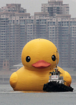 teaplusbeardspluscake:  madebymillie:  itscolossal:  The World’s Largest Rubber Duck Arrives in Hong Kong  squeee!  THAT IS TERRIFYING  Follow Cars,Women,Weed and Other shit http://cwwaos.tumblr.com