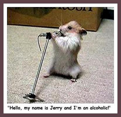 funny animals pictures