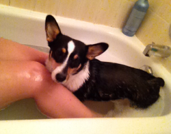 reveseveilles:  Found out how to bathe Hobbes without her freaking out… Have a bath with her hahaha.  What a mommies girl.