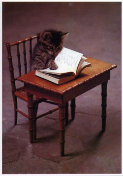 booksbooksbooks: ‘Cause nothing gets more “likes” and reblogs than pictures of kittens. Correction: Nothing gets more &ldquo;likes&rdquo; and reblogs than pictures of kittens AND them reading books :]