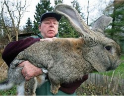 casey887:  matty1987:  casey887:  matty1987:  I want one of these as a pet!  HOLY FUCKING RABBIT SHIT!! THAT’S HUGE!  Haha I know!!! I fucking want one!  It’s ginormous! Apparently they are bred for food in Germany…  FOOD?? OH NOES! Let’s go
