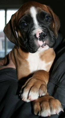 fuckyeahdogs:   arkangel:   so excited, newest addition to my family, so adorable my little (hahaha) baby boxer puppy named MAGNUS!     Ahhh pahhhppy &lt;333  What a cute boy &lt;3
