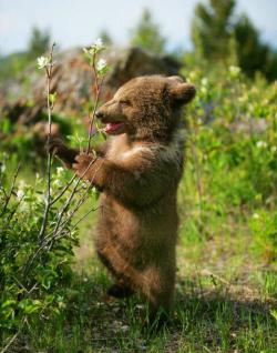 magicalnaturetour:  magicalnaturetour:  Bear cub by K Price