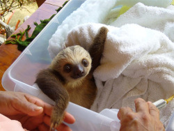 secondstar05:   theanimalblog:   peterkay:   20 Pictures of Weird and Cute Animal Babies: The Sloth       IS IT LEGAL TO HAVE A PET SLOTH? I THINK IT&rsquo;S MEANT TO BE, TBH.