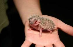 thedailywhat:   Cute Animals Being Cute of the Day: TGIAF Hedgehog says: Thank God it’s almost Friday. [arbroath.]   HOW DOES THAT LONG TONGUE FIT IN HIS LITTLE MOUTH I&rsquo;M SO CONFUSED.