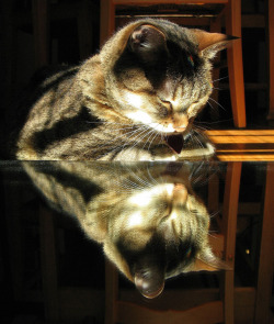 yaruo:  ikurakun:   hkj:  who’s the fairest of them all….? by Chris Andersen, cat, reflections uploaded by FelineFotos 