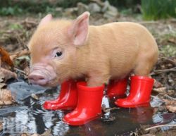 tristasjoy:  allcreatures:  beeps: This Little Piggy - The Week’s Best Photos: 6.12.10 - Photo Gallery - LIFE  Boots are for humans. Silly pig!    CUTE