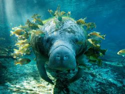 andicarusflew:   via s.ngeo.com   I&rsquo;m pretty sure the fishes are nomming on the algae on the manatees back, so I can aw :)
