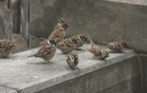edisonnq:  fuckyeahgifs:  d’aw :3   HEY LOOK!! A CHICK FIGHT!! lets go watch . :3