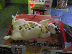 nonespark:  strikercorbie:  g8dtier:  avodaco:  me when i get my student loan  this is the money cat. reblog in 30 seconds and you will find yourself with more wealth  #this is the only money cat i will reblog because it’s actually doing the manekineko