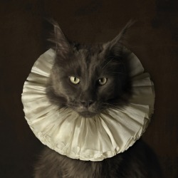 gothiccharmschool:  So it’s a ruffly Cone of Shame? My cats still wouldn’t put up with it.  Marie Cécile  Thijs, 						Cat with White Collar  More http://www.mariececilethijs.com/frame.php?catId=957   