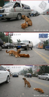 -iblameitontherain:  tiffanygabriella:  jigglypuffpikachu:  orgasmfacee:   A dog in the middle of a street, tries to awaken his dead friend, who had been hit by a car. The dog would bark and growl at anyone trying to get close , and he would not leave
