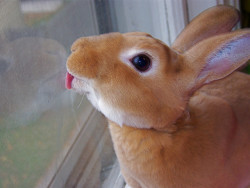panda-valentine:  Just a bunny licking a window. You know how it goes. 