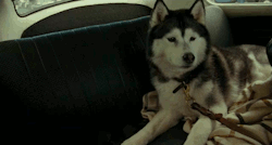 vasodilation:  Here’s a pretty gif of a doggy for my 500th post. Also: don’t watch this movie. All Good Things (2010). 