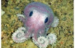 rabbithugs:  soft-intelligence:  justaguywitharrows:  CHEER UP SOFTIE  aaaa oh my god thank you aaaaaaaaaa it is so cute guys look at its deep soulless eyes and its little arms  I’M GONNA SNUGGLE YOU IMAGINE AN UNDERWATER RABBIT SNUGGLING THIS OCTOPUS