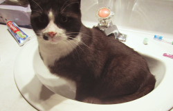 laurenjones:  badasschris:  This is Franky.When he’s thirsty, he will sit in the bathroom sink until someone notices.He won’t leave the sink until you turn the tap on so he can get a drink.  i laughed harder than i should’ve. 
