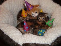 rabbithugs:  chikadee:  omg those fucking party hats  party cats 
