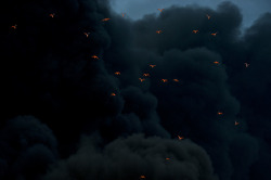 thelunartype:  Fire reflected on birds in smoke - fire at Moerdijk, the Netherlands 
