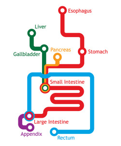 allcapsyeah:  Gastro intestinal metro map. Can’t remember who did this…  I&rsquo;m a science geek so I think this is the coolest thing on Tumblr&hellip;
