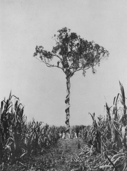 fig tree and native vine growing in the middle of sugar cane; Queensland, Australia unidentified photographer, 1870via: Queensland State Library