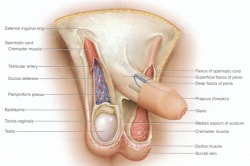 Foreskin is only now being seen in US text books. Boys would have never know their cocks were modified!!