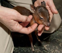 thedailywhat:  Random Cuteness of the Day: A newborn male royal antelope stretches its legs at the San Diego Zoo (which, incidentally, was the first zoo in the Western Hemisphere to have a royal antelope birth). [zooborns.]  HE HAS SUCH LITTLE FEEEET.